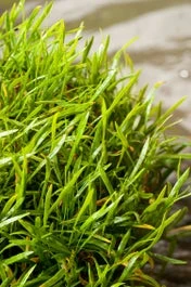 Braziliaanse Grasplant (Lilaeopsis Brasilensis) D 18 H 30 Cm