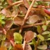 Rotala (Rotala Indica) D 18 H 30 Cm -Tuin Planten Winkel 8718226850539