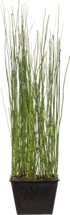 Japanse Holpijp (Equisetum Japonicum) D 28 H 80 Cm