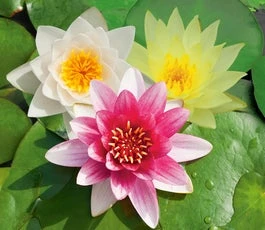 Waterlelie Tricolor 3 Waterlelie Tricolor