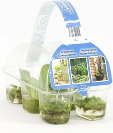 Drijfplanten In Sixpack D 9 H 20 Cm