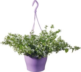 Klokjesbloem (Campanula Addenda Mix) Paars D 19 H 35 Cm 3 Klokjesbloem (Campanula Addenda Mix) Paars D 19 H 35 Cm