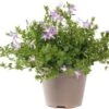Klokjesbloem (Campanula Poscharskyana 'Adansa Pink') D 19 H 35 Cm -Tuin Planten Winkel 8718325002631 0