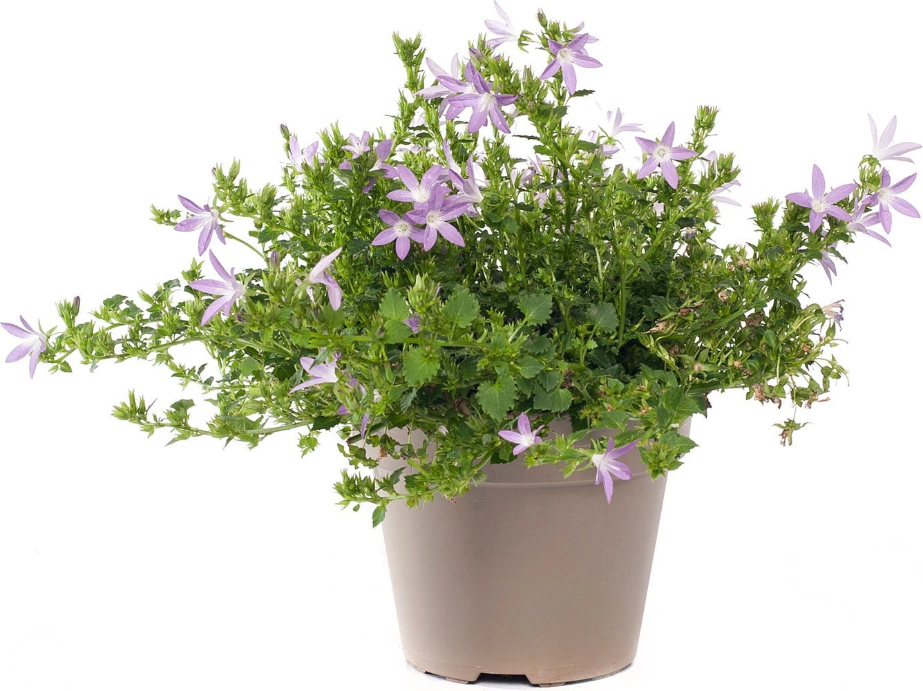 Klokjesbloem (Campanula Poscharskyana 'Adansa Pink') D 19 H 35 Cm 3 Klokjesbloem (Campanula Poscharskyana 'Adansa Pink') D 19 H 35 Cm