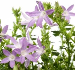 Klokjesbloem (Campanula Poscharskyana 'Adansa Pink') D 19 H 35 Cm 5 Klokjesbloem (Campanula Poscharskyana 'Adansa Pink') D 19 H 35 Cm -Tuin Planten Winkel 8718325002631 1