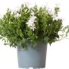 Kruipklokje (Campanula Poscharskyana 'Ambella White') D 12 H 25 Cm 2 Kruipklokje (Campanula Poscharskyana 'Ambella White') D 12 H 25 Cm -Tuin Planten Winkel 8718325002693