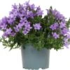 Dalmatiëklokje (Campanula Portenschlagiana 'Ambella Lavender') D 12 H 25 Cm -Tuin Planten Winkel 8718325002792