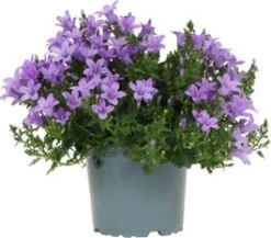 Dalmatiëklokje (Campanula Portenschlagiana 'Ambella Lavender') D 12 H 25 Cm
