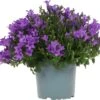 Klokjesbloem (Campanula Portenschlagiana 'Ambella Purple') D 12 H 25 Cm