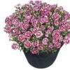 Anjer (Dianthus 'Pink Kisses') D 17 H 25 Cm 1 Anjer (Dianthus 'Pink Kisses') D 17 H 25 Cm -Tuin Planten Winkel 8718534231471