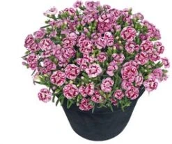 Anjer (Dianthus 'Pink Kisses') D 17 H 25 Cm
