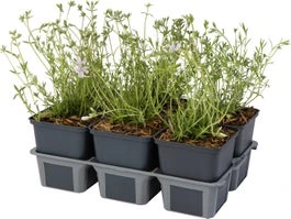 Kruipphlox (Phlox Subulata 'Candy Stripes') Sixpack D 9 H 15 Cm 3 Kruipphlox (Phlox Subulata 'Candy Stripes') Sixpack D 9 H 15 Cm