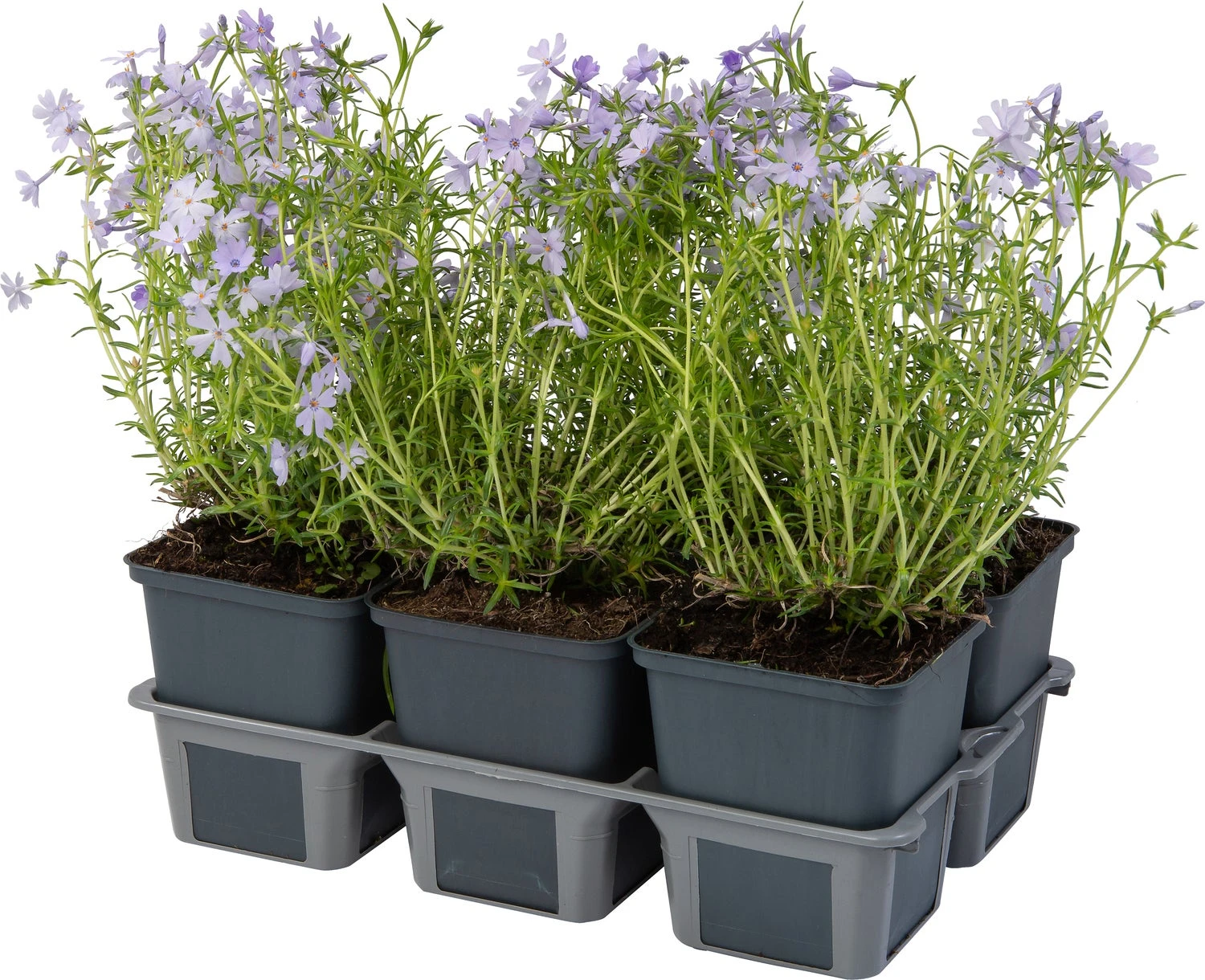 Kruipphlox (Phlox Subulata 'Cushion Blue') Sixpack D 9 H 15 Cm 3 Kruipphlox (Phlox Subulata 'Cushion Blue') Sixpack D 9 H 15 Cm