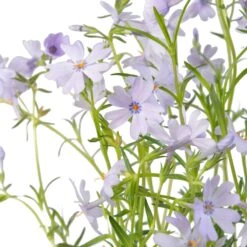 Kruipphlox (Phlox Subulata 'Cushion Blue') Sixpack D 9 H 15 Cm 5 Kruipphlox (Phlox Subulata 'Cushion Blue') Sixpack D 9 H 15 Cm -Tuin Planten Winkel 8718969220590 2