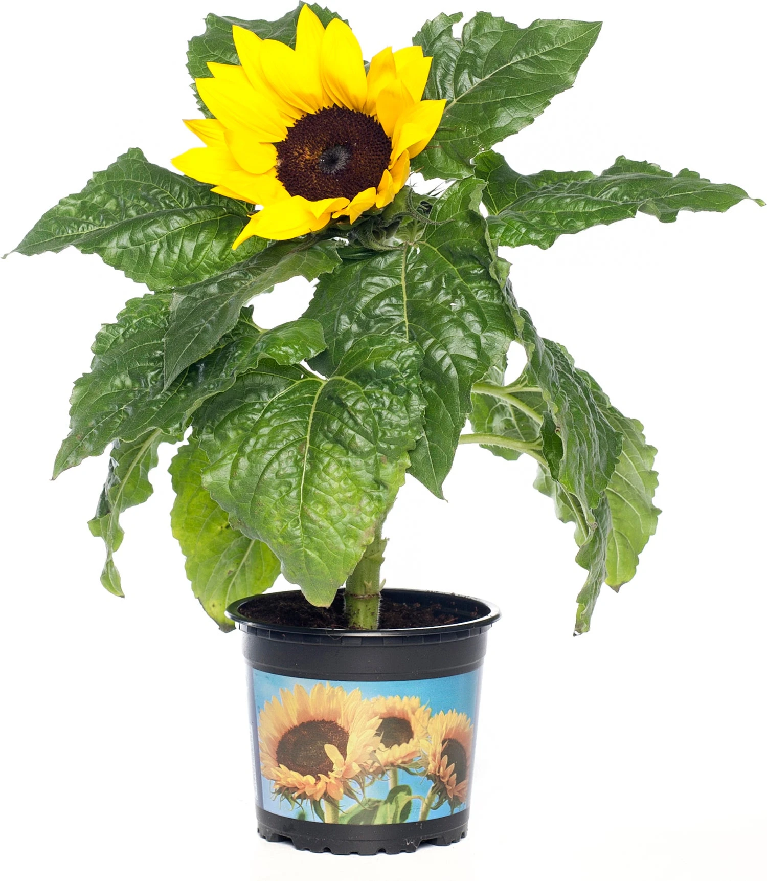 Zonnebloem (Helianthus Sunfinity 'Yellow Dark Center') D 23 H 55 Cm 3 Zonnebloem (Helianthus Sunfinity 'Yellow Dark Center') D 23 H 55 Cm