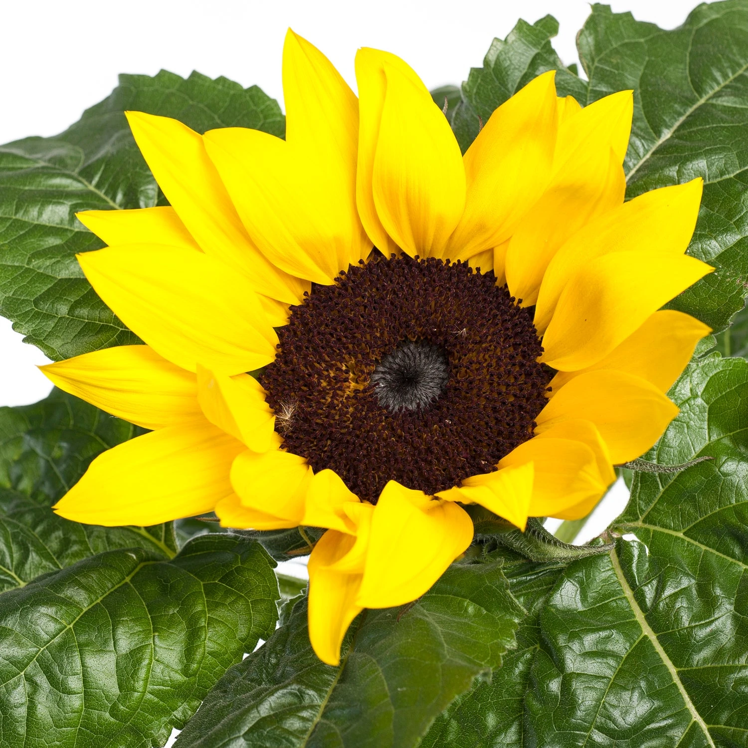 Zonnebloem (Helianthus Sunfinity 'Yellow Dark Center') D 23 H 55 Cm 4 Zonnebloem (Helianthus Sunfinity 'Yellow Dark Center') D 23 H 55 Cm - Afbeelding 2