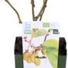 Kiwi (Actinidia Deliciosa 'Jenny') D 19 H 50 Cm -Tuin Planten Winkel 8719474810269 1