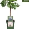 Biologische Blauwe Druif (Vitis 'Muscat Blue') D 19 H 50 Cm 2 Biologische Blauwe Druif (Vitis 'Muscat Blue') D 19 H 50 Cm -Tuin Planten Winkel 8719474810689 0 1
