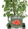 Intratuin Biologische Rode Bes (Ribes Rubrum 'Jonkheer Van Tets') D 19 H 50 Cm 1 Intratuin Biologische Rode Bes (Ribes Rubrum 'Jonkheer Van Tets') D 19 H 50 Cm -Tuin Planten Winkel 8719474814984