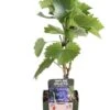 Blauwe Druif (Vitis 'Boskoop Glory') D 13 H 45 Cm -Tuin Planten Winkel 8719474818999 1