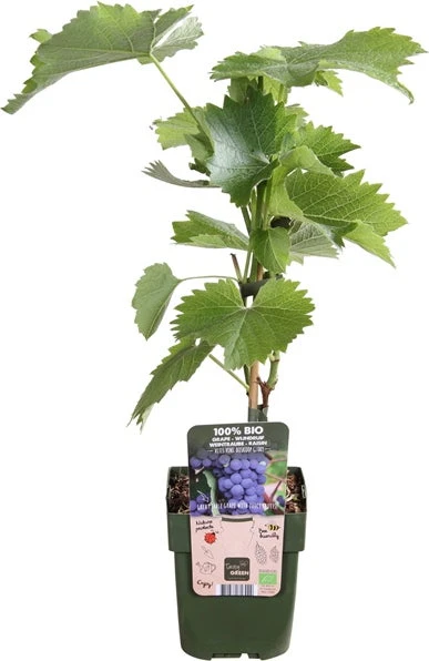 Blauwe Druif (Vitis 'Boskoop Glory') D 13 H 45 Cm 3 Blauwe Druif (Vitis 'Boskoop Glory') D 13 H 45 Cm