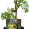 Biologische Witte Druif (Vitis 'Johanniter') D 13 H 45 Cm 2 Biologische Witte Druif (Vitis 'Johanniter') D 13 H 45 Cm -Tuin Planten Winkel 8719474819002 1