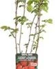 Framboos (Rubus Idaeus 'Summer Chef') D 19 H 50 Cm 2 Framboos (Rubus Idaeus 'Summer Chef') D 19 H 50 Cm -Tuin Planten Winkel 8719474819934 1