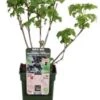 Intratuin Biologische Zwarte Bes (Ribes 'Black Bells') D 19 H 50 Cm 2 Intratuin Biologische Zwarte Bes (Ribes 'Black Bells') D 19 H 50 Cm -Tuin Planten Winkel 8719474819941