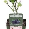 Doornloze Braam (Rubus Fruticosus 'Black Satin') D 13 H 45 Cm -Tuin Planten Winkel 8719497267699 1