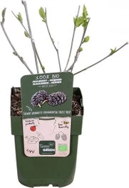 Zwarte Moerbei (Morus Nigra 'Mulle') D 13 H 45 Cm