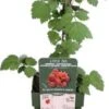 Japanse Wijnbes (Rubus Phoenicolasius) D 13 H 45 Cm 1 Japanse Wijnbes (Rubus Phoenicolasius) D 13 H 45 Cm -Tuin Planten Winkel 8719497267897 1