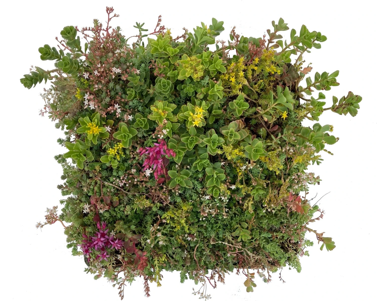 Sedumplus Sedumtegel 30 X 30 Cm 3 Sedumplus Sedumtegel 30 X 30 Cm