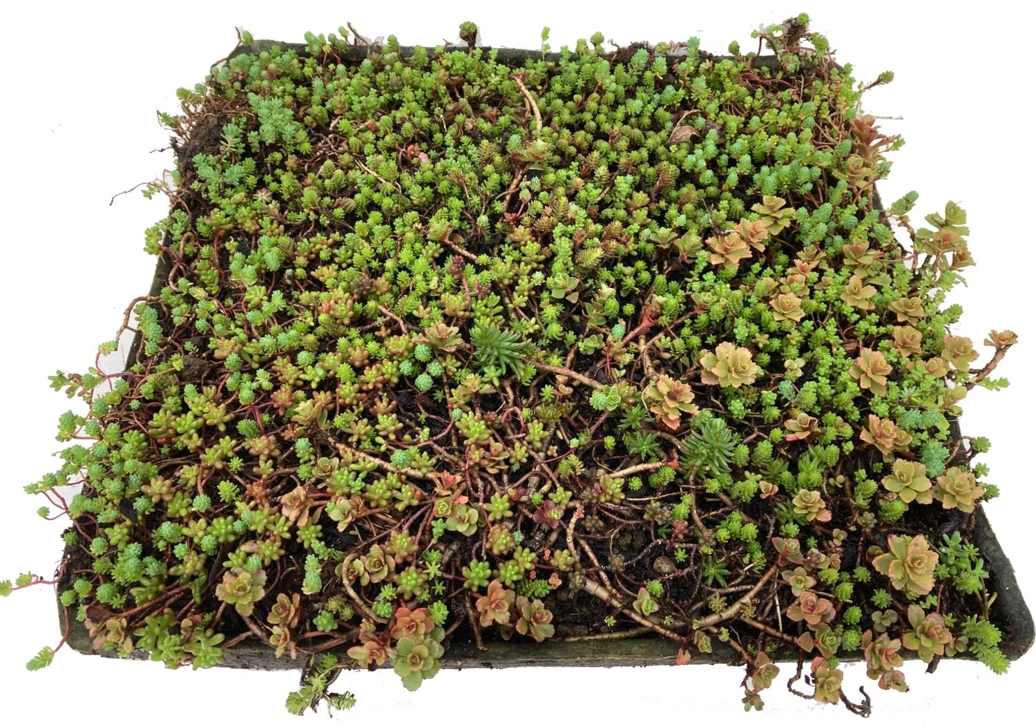 Sedumplus Sedumtegel 30 X 30 Cm 4 Sedumplus Sedumtegel 30 X 30 Cm - Afbeelding 2