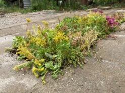 Sedumplus Sedumtegel 30 X 30 Cm 8 Sedumplus Sedumtegel 30 X 30 Cm -Tuin Planten Winkel 8719558411467 5