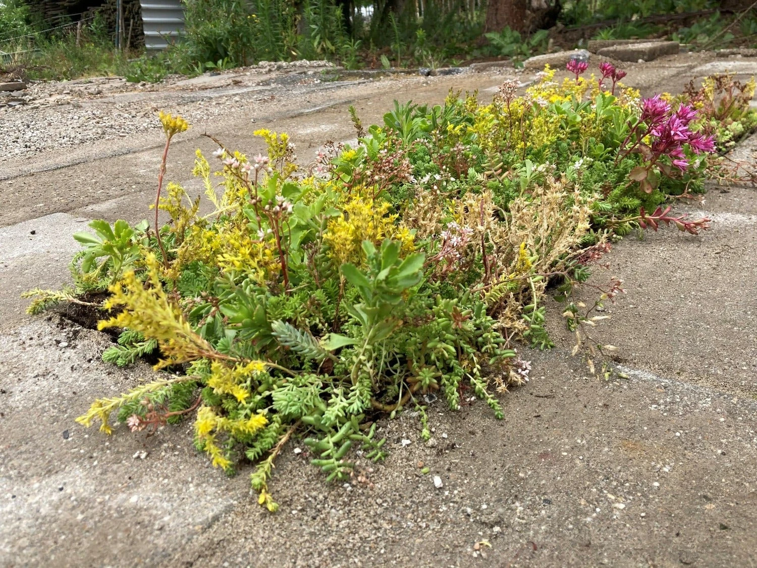 Sedumplus Sedumtegel 30 X 30 Cm 5 Sedumplus Sedumtegel 30 X 30 Cm - Afbeelding 3