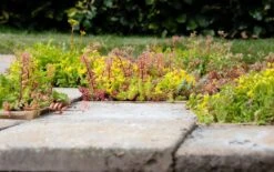 Sedumplus Sedumtegel 30 X 30 Cm 9 Sedumplus Sedumtegel 30 X 30 Cm -Tuin Planten Winkel 8719558411467 6