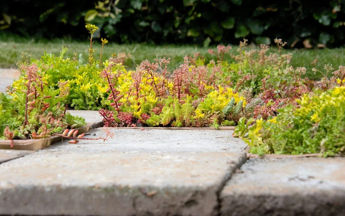 Sedumplus Sedumtegel 30 X 30 Cm 6 Sedumplus Sedumtegel 30 X 30 Cm - Afbeelding 4