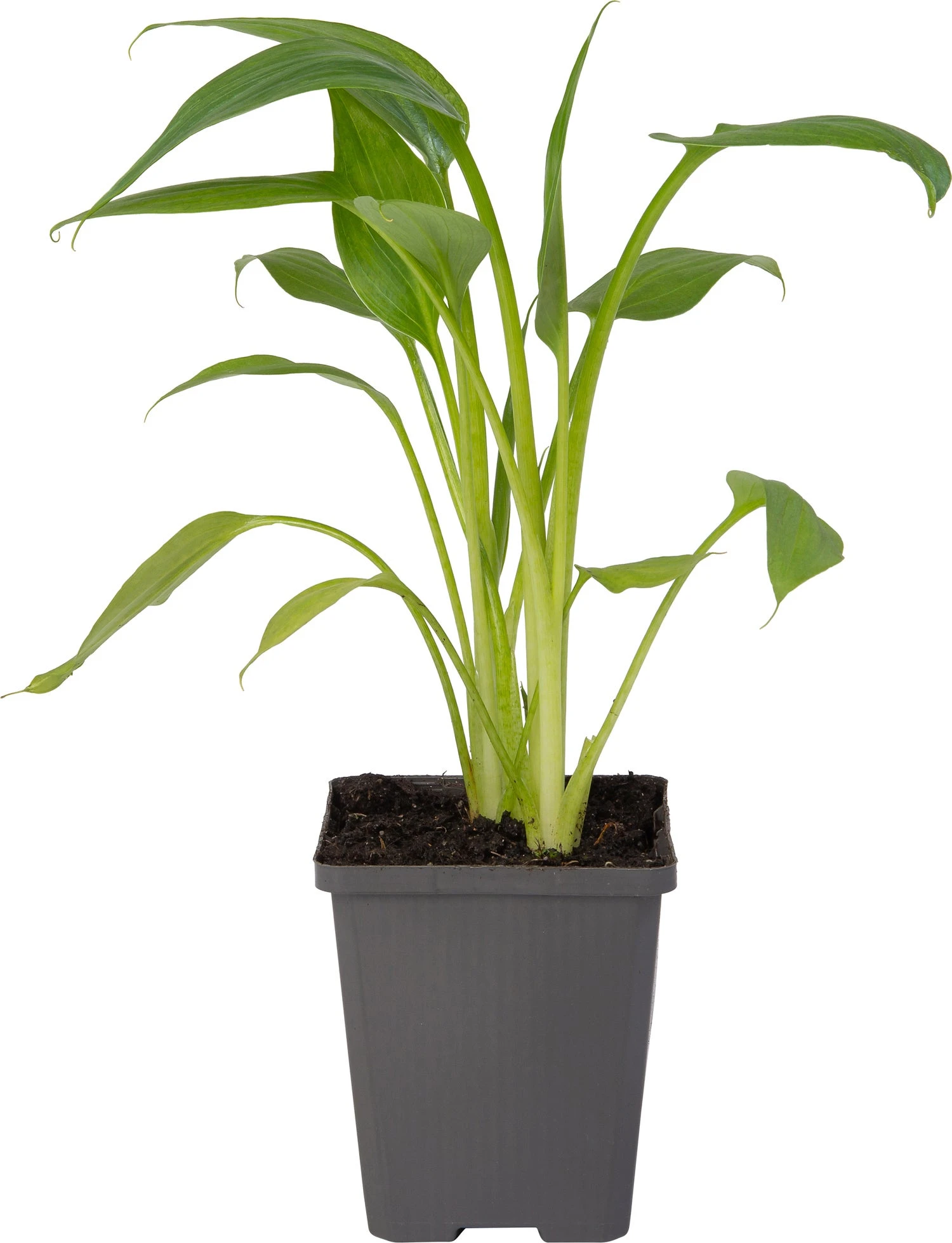 Moeras Aronskelk (Zantedeschia Aethiopica 'Pink') D 9 H 20 Cm 3 Moeras Aronskelk (Zantedeschia Aethiopica 'Pink') D 9 H 20 Cm