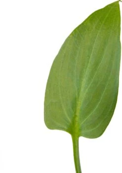 Moeras Aronskelk (Zantedeschia Aethiopica 'Pink') D 9 H 20 Cm 5 Moeras Aronskelk (Zantedeschia Aethiopica 'Pink') D 9 H 20 Cm -Tuin Planten Winkel 8719743710764 2