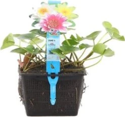 Waterlelie (Nymphaea Mix Trio Pygmaea) D 18 H 30 Cm