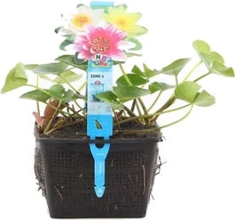 Waterlelie (Nymphaea Mix Trio Pygmaea) D 18 H 30 Cm 3 Waterlelie (Nymphaea Mix Trio Pygmaea) D 18 H 30 Cm