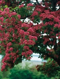 Rode Meidoorn (Crataegus Laevigata 'Paul's Scarlet') H 150 Cm