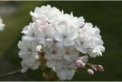 Japanse Sierkers (Prunus Serrulata 'Amanogawa') H 150 Cm