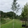 Witte Berk (Betula Utilis 'Doornbos') H 150 Cm 2 Witte Berk (Betula Utilis 'Doornbos') H 150 Cm -Tuin Planten Winkel 8720196050055
