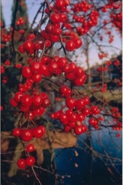 Sierappel (Malus 'Red Sentinel') H 240 Cm