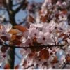 Rode Kerspruim (Prunus Cerasifera 'Nigra') H 160 M 2 Rode Kerspruim (Prunus Cerasifera 'Nigra') H 160 M -Tuin Planten Winkel 8720196050086 1