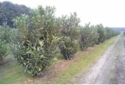 Laurierkers (Prunus Laurocerasus 'Caucasica') H 80 Cm