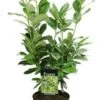 Laurierkers (Prunus Laurocerasus 'Novita') H 80 Cm -Tuin Planten Winkel 8720196050178 1