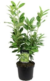 Laurierkers (Prunus Laurocerasus 'Novita') H 80 Cm 3 Laurierkers (Prunus Laurocerasus 'Novita') H 80 Cm