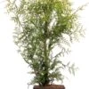Levensboom (Thuja Occidentalis 'Brabant') H 150 Cm -Tuin Planten Winkel 8720196050208